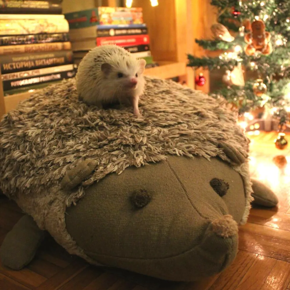 Hedgehog Floor Cushion