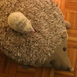 Hedgehog Floor Cushion