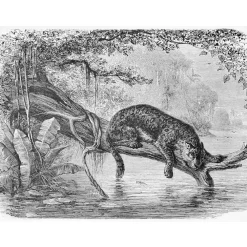 Jaguar Mural